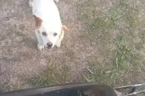 Пропал собака, Р-216, Ставропольский край, Шпаковский район - белый с коричневыми пятнами, без хвоста - photo