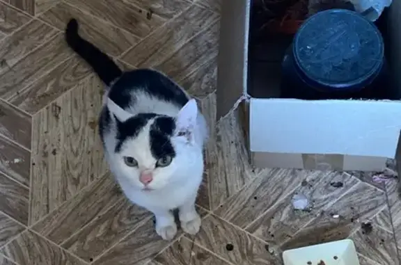 Пропал кот, улица Афанасьева, Чебоксары - черно-белый с зелёнкой - photo