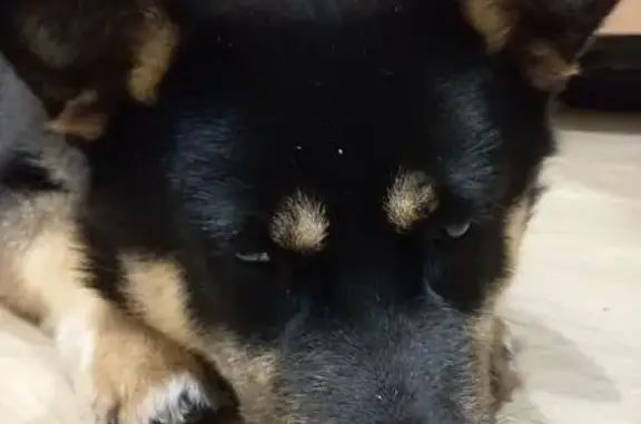 Найдена собака, Волгоград, фото: Найден собака, Варшавская улица, 4, Волгоград - кобель с гетерохромией