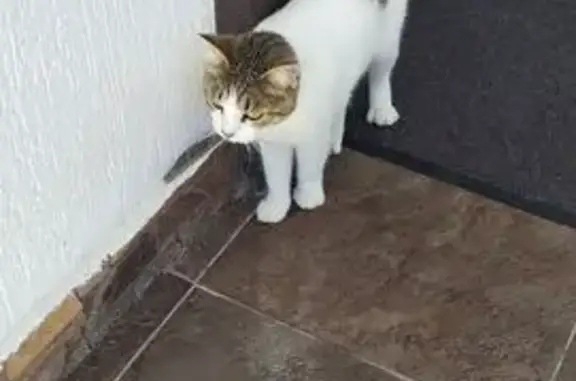 Кошки потеряшки, Сочи, фото: Потеряшка кошка, Пасечная улица, 63/3, Сочи - белая с коричневыми пятнами