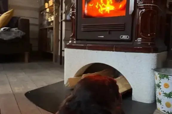 Найдена собака, Ярославль, фото: Найден собака, улица Подзеленье, Ярославль