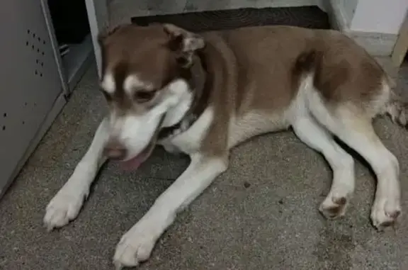 Найдена собака, Ерёмино, фото: Найдена собака, мужской пол, 46К-0370, Ерёмино