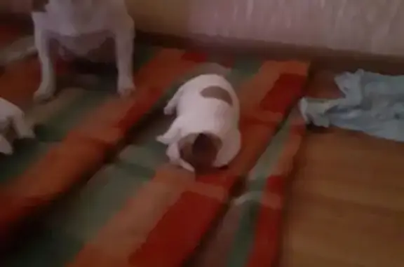 Пропала собака, улица Володи Бачурина, 16, Липецк - Джек Рассел - photo