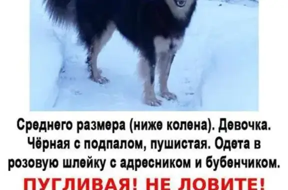 Пропала собака, женский пол, Абрамцевская просека, Москва - черная с подпалом, в розовой шлейке - photo