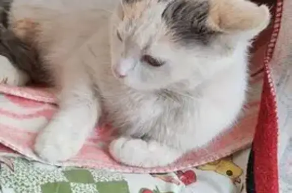 Пропала кошка, Казачья улица, 15, Славянск-на-Кубани - маленькая беленькая с серым хвостом - photo