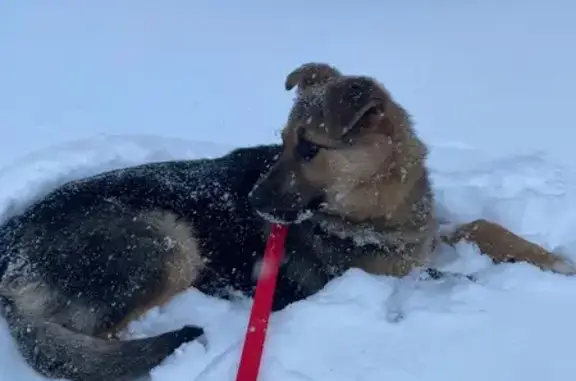 Найдена собака, Тепличная улиц...