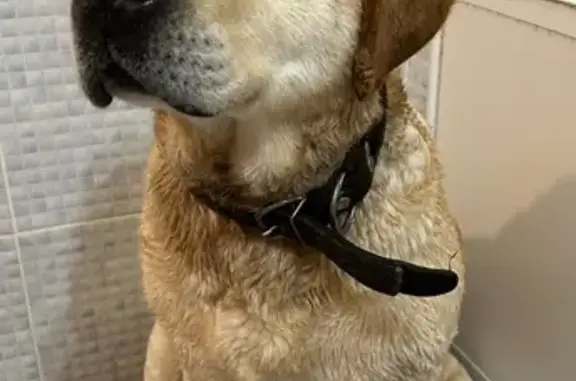 Найдена собака, Омск, фото: Найден собака, Омск, Омская область - крупный лабрадор, не кастрированный