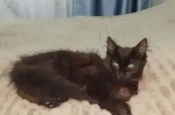 Найдена кошка, Комсомольская у...