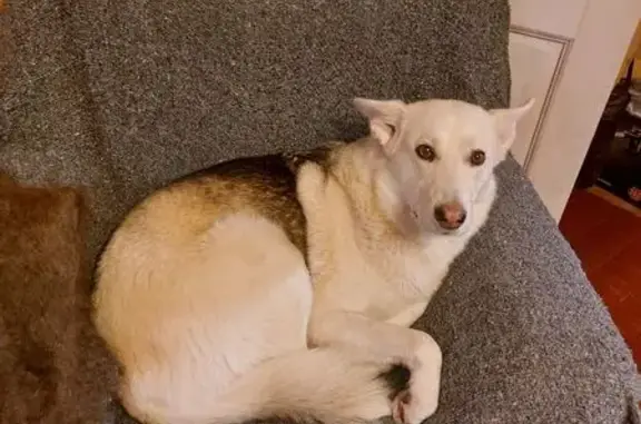 Пропала собака, Леньково-Каверино-Тютьково, Ступино - белая с серой спиной и хвостом - photo