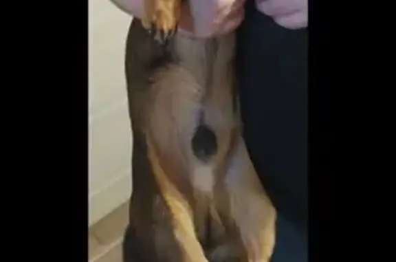 Пропал собака, улица Дежнёва, 42, Шахты - такса, окрас коричнево-рыжий - photo