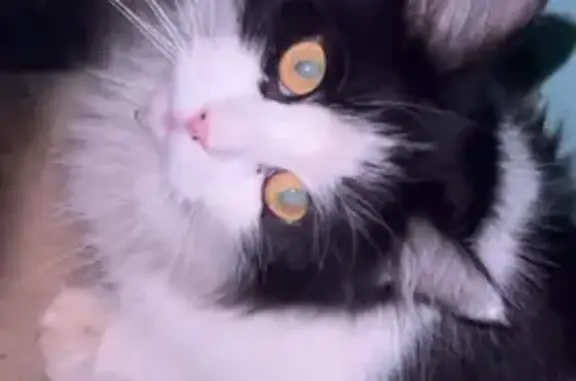 Найдена кошка, Москва, фото: Найдена кошка, Профсоюзная улица, 27 к6, Москва - черно-белая, пушистая