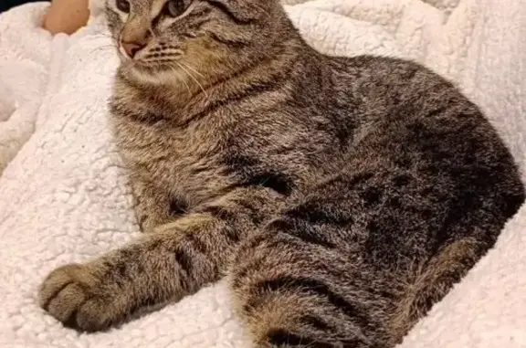 Потерянные животные Нальчик, фото: Пропал кот, проспект Ленина, 17, Нальчик - серый с зелеными глазами