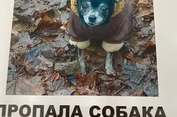 Собаки потеряшки, Калининград, фото: Потеряшка собака, Калининград, Калининградская область