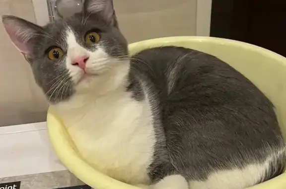 Пропала кошка, Петергофское шо...