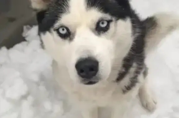 Собаки потеряшки, Краснослободск, фото: Потеряшка собака, 18К-2, городское поселение Краснослободск - активная и добрая