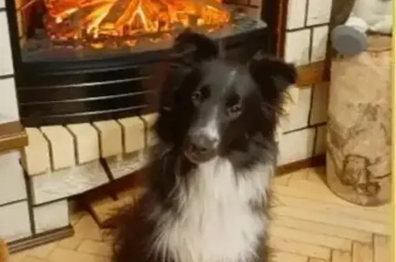 Пропала собака, Нагатинская набережная, Москва - черно-белая шелти, пугливая - photo