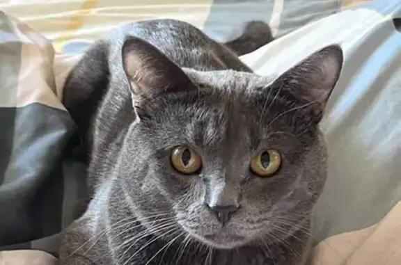 Пропал кот, улица Комдива Орлова, 8, Москва - серый окрас, сбежал в подвал - photo