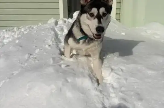 Найден собака, Красноармейское...