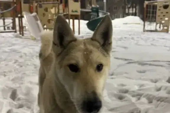 Найдена собака, Подольской машинно-испытательной станции, фото: Найден собака, 46Н-08911, посёлок Подольской машинно-испытательной станции - бежево-песочный цвет