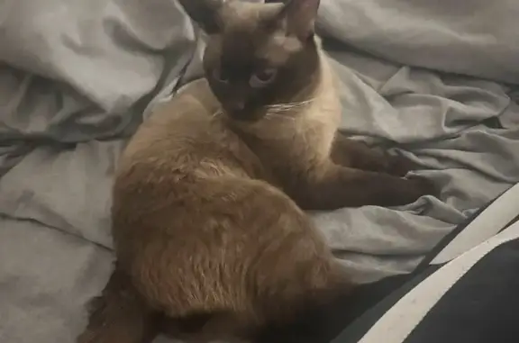 Пропала кошка, улица Вешних Вод, 2 к2, Москва - отзывается на «Буся» - photo