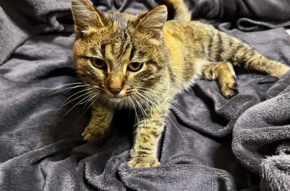 Найдена кошка, Ботевградская у...