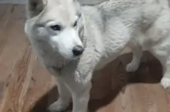 Найдена собака, улица Красный...