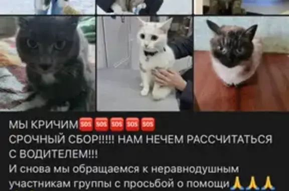 Пропала кошка, мужской, улица...