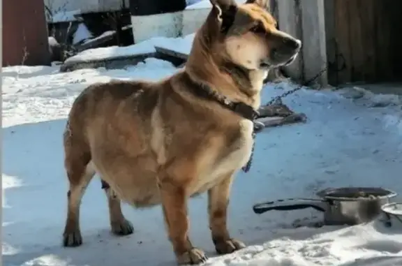 Собаки потеряшки, Калининский сельсовет, фото: Потеряшка собака, «Енисей», Калининский сельсовет - рыжая и беременная