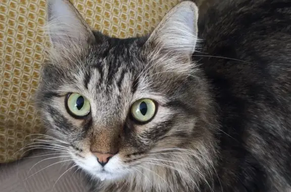 Пропал кот, Родниковая улица,...