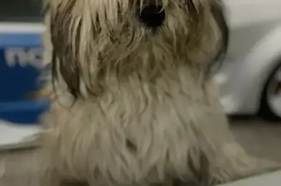 Пропала собака, Херсонская ули...