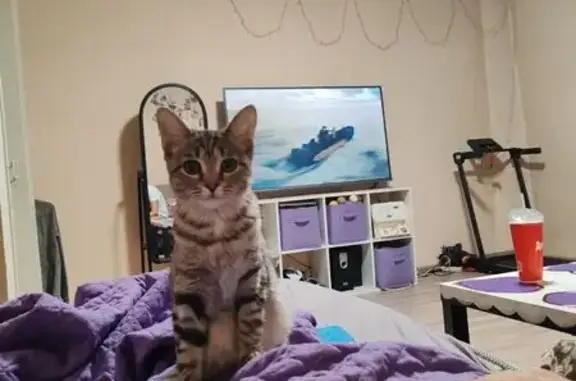 Пропала кошка, улица Пушкина,...