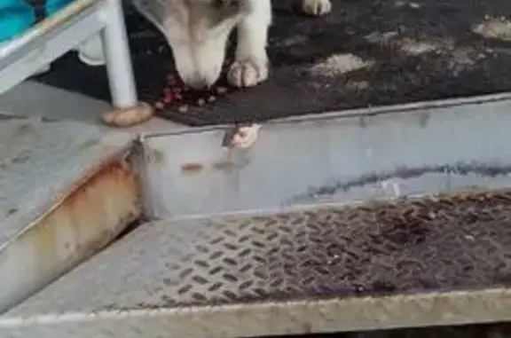 Пропала собака, Засечное, Пенз...