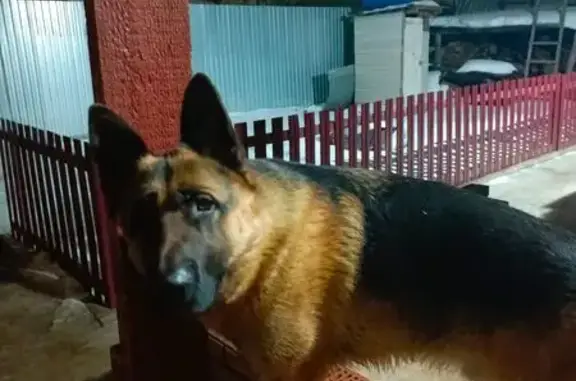 Пропал собака, Кузнечная улица...