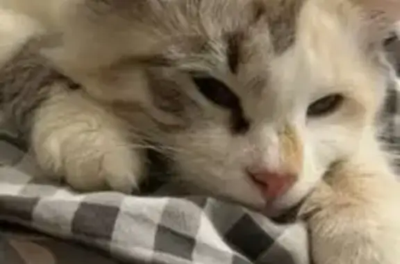 Пропала кошка, улица Эльменя,...