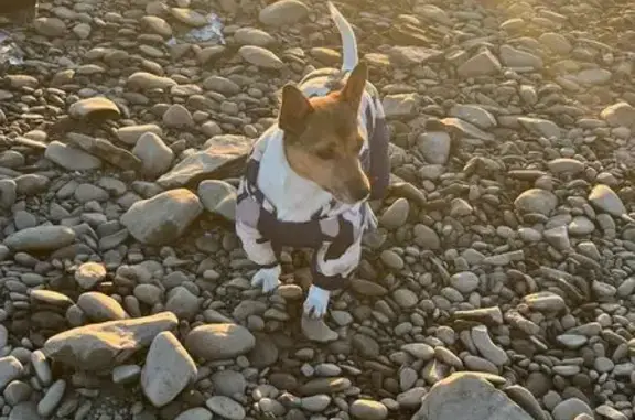 Пропал собака, Летник, Хакасия...