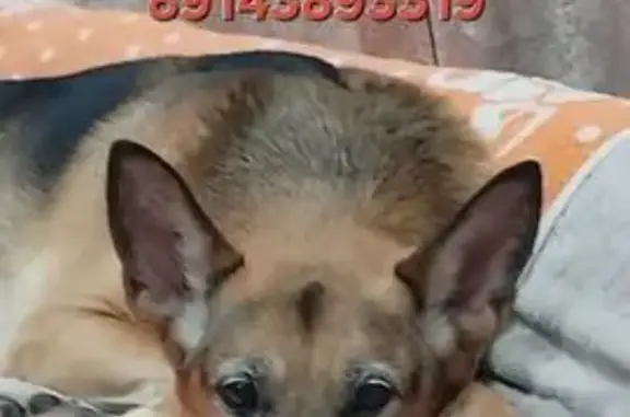 Пропал собака, улица Кирова, Б...