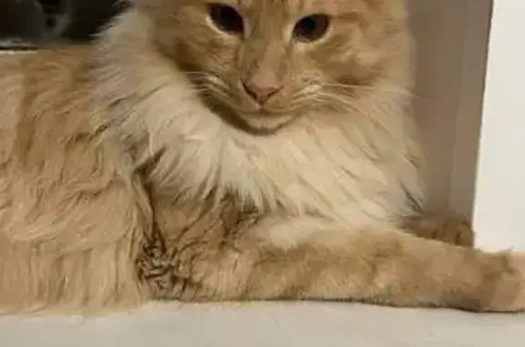 Пропала кошка, мужской, Степно...