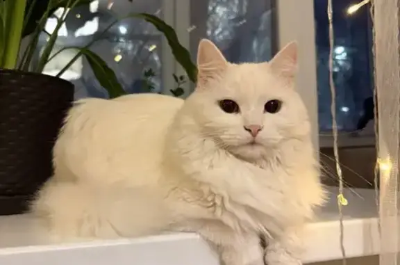 Пропала кошка, улица Труда, 16, Калуга - ласковая и ручная - photo