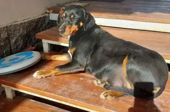 Найдена собака, 21-й Мариуполь...