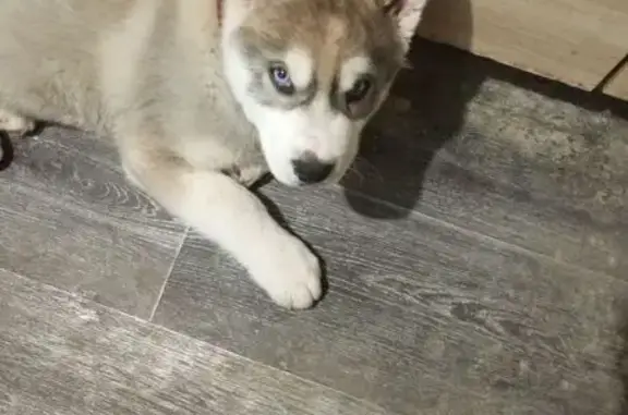 Пропал собака, Мельничная улиц...