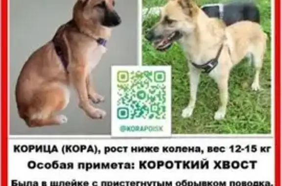 Пропала собака, Троице-Сельцо,...