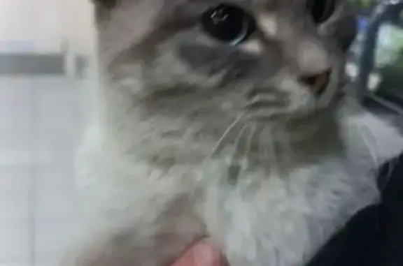 Найдена кошка, Северное шоссе,...