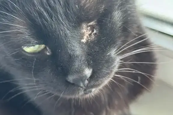 Пропал кот, Инжирная улица, 4, Сочи - чёрный с одним глазом и торчащими клыками - photo