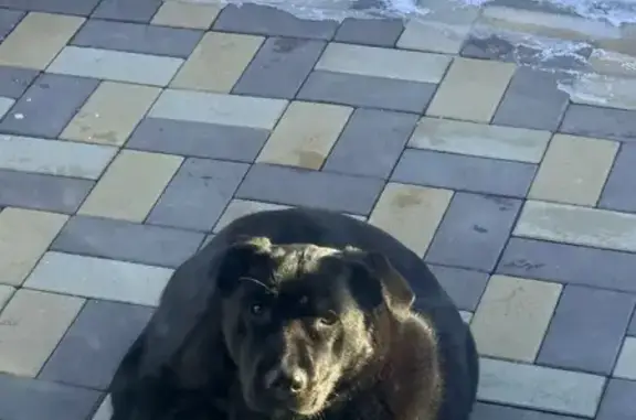 Найдена собака, женская, Город...