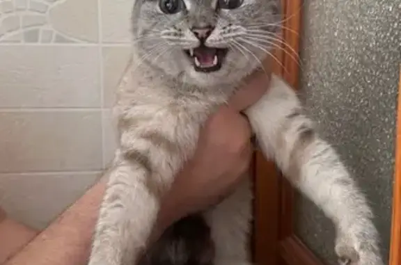 Найдена кошка, Башенный переул...