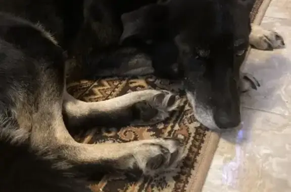 Найдена собака, 46Н-05559, Мож...