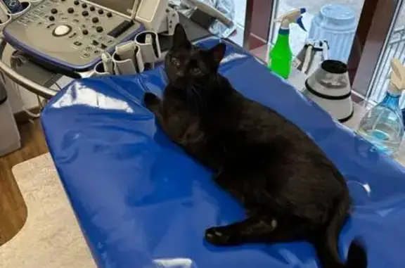 Пропал кот, Малая Тульская ули...