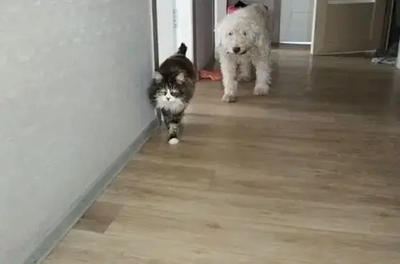 Пропал собака, мужской, Байкал...