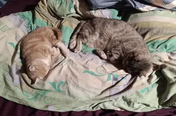 Пропала кошка, Наро-Фоминский...