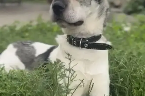 Пропала собака, улица Глеба Ал...